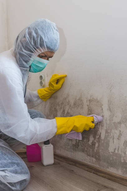 Best Environmental Consulting for Mold Prevention  in Pass Christian, MS