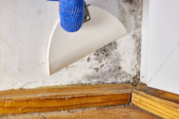 Reliable Pass Christian, MS Mold Removal Solutions